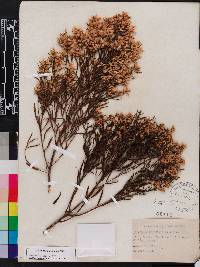 Baccharis angustifolia image