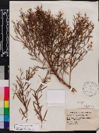 Baccharis angustifolia image