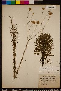 Chrysopsis linearifolia image