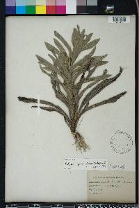 Pityopsis graminifolia image