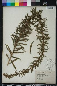 Solidago tortifolia image