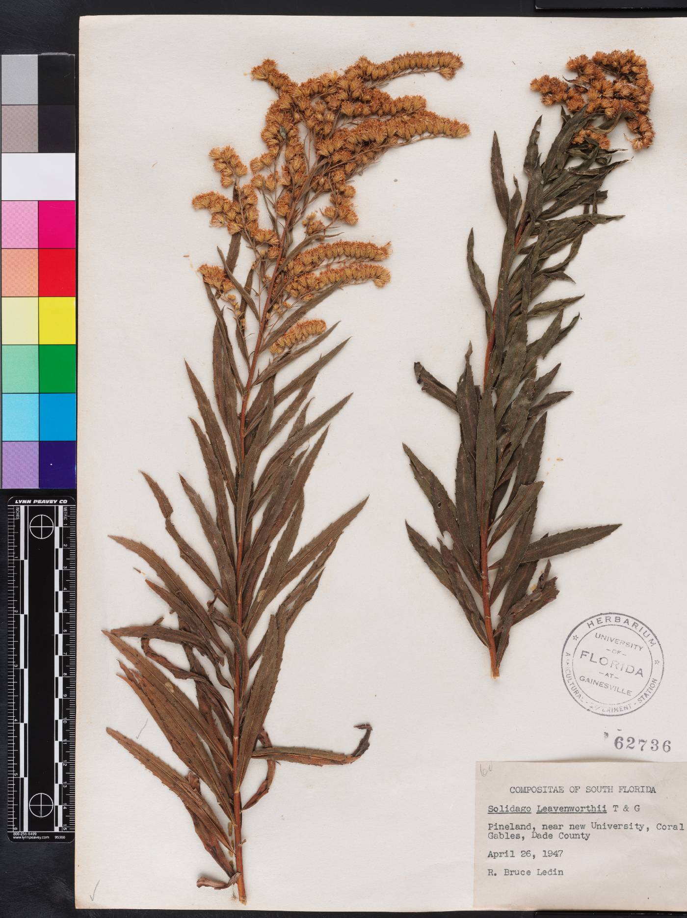 Solidago leavenworthii image