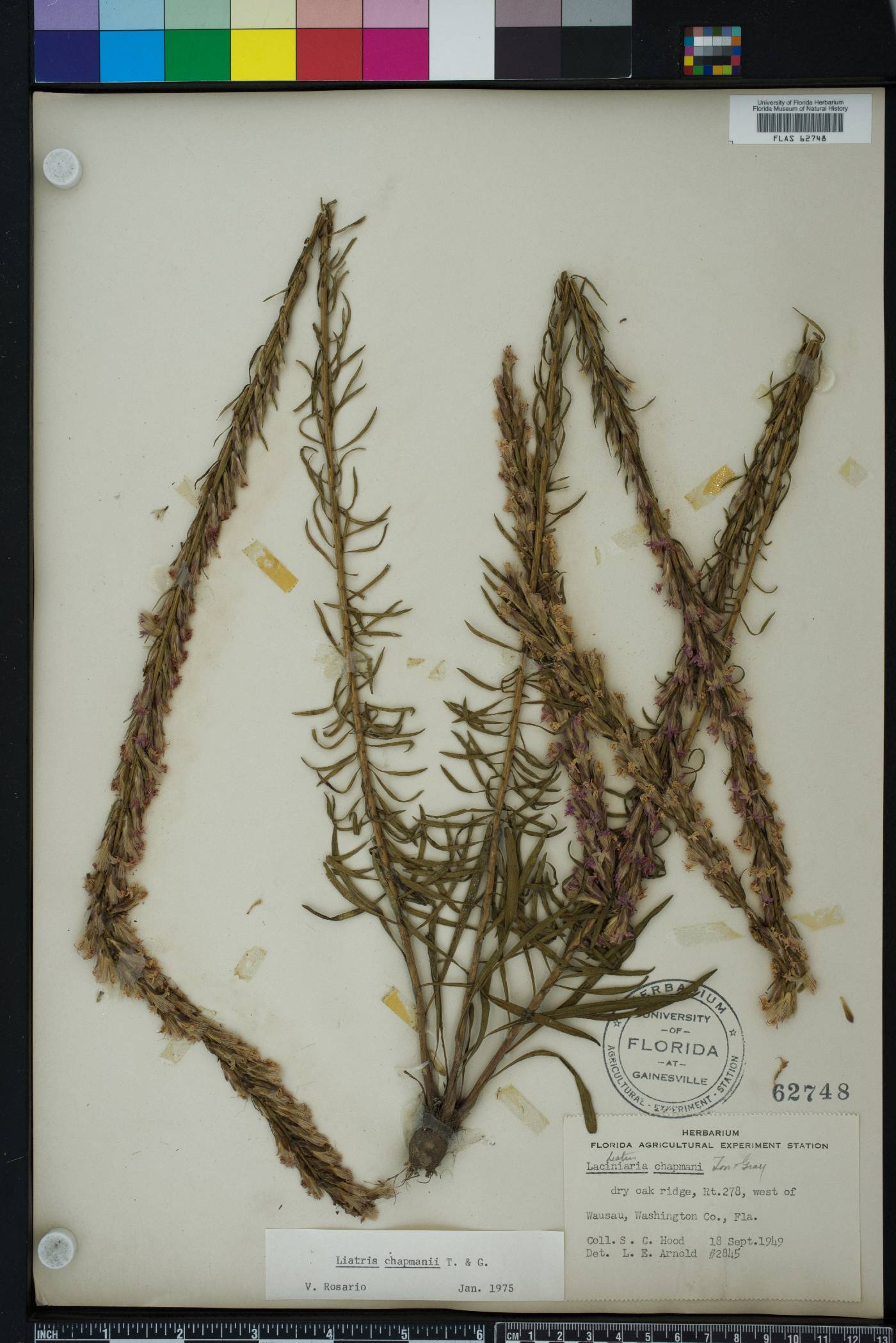 Liatris chapmanii image