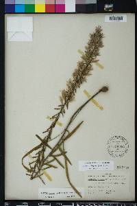 Liatris elegans image