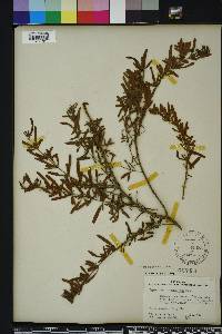 Hypericum galioides image