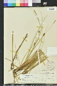 Carex walteriana image