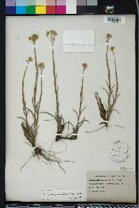 Pityopsis graminifolia image