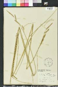 Spartina patens image