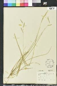 Spartina patens image