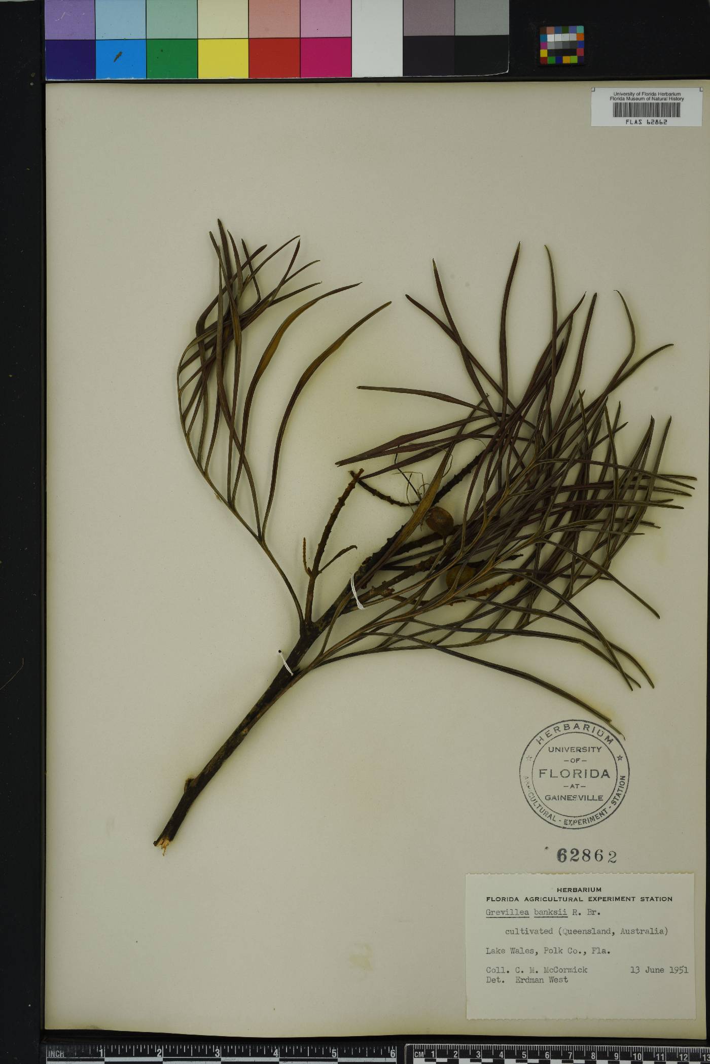 Grevillea banksii image