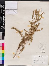 Gleditsia aquatica image