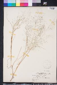 Eragrostis capillaris image