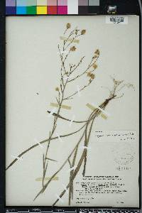 Pityopsis graminifolia image