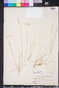 Aristida dichotoma image