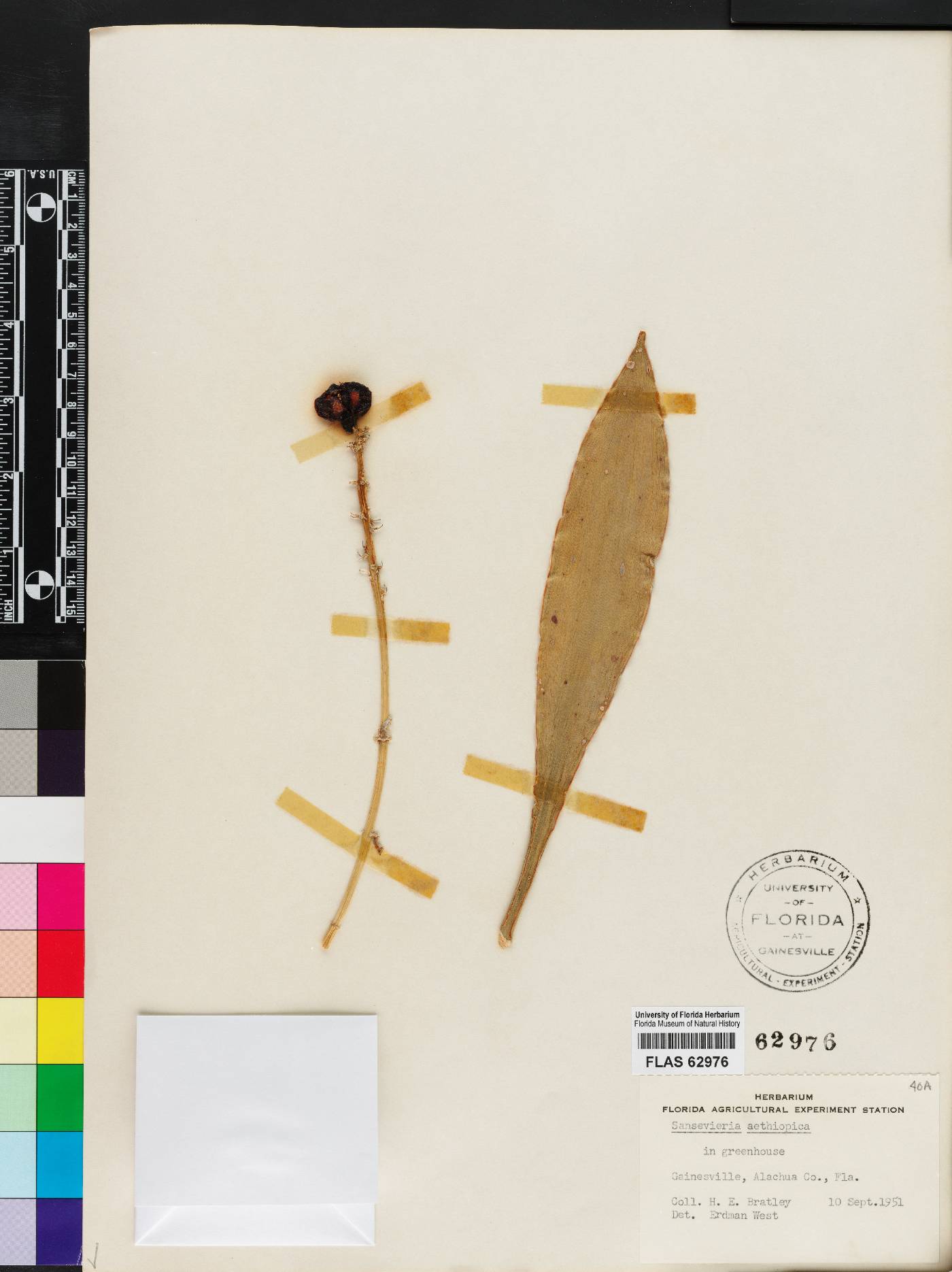 Sansevieria aethiopica image