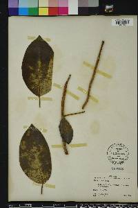 Ficus aurea image