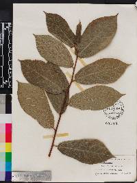 Ficus coronata image