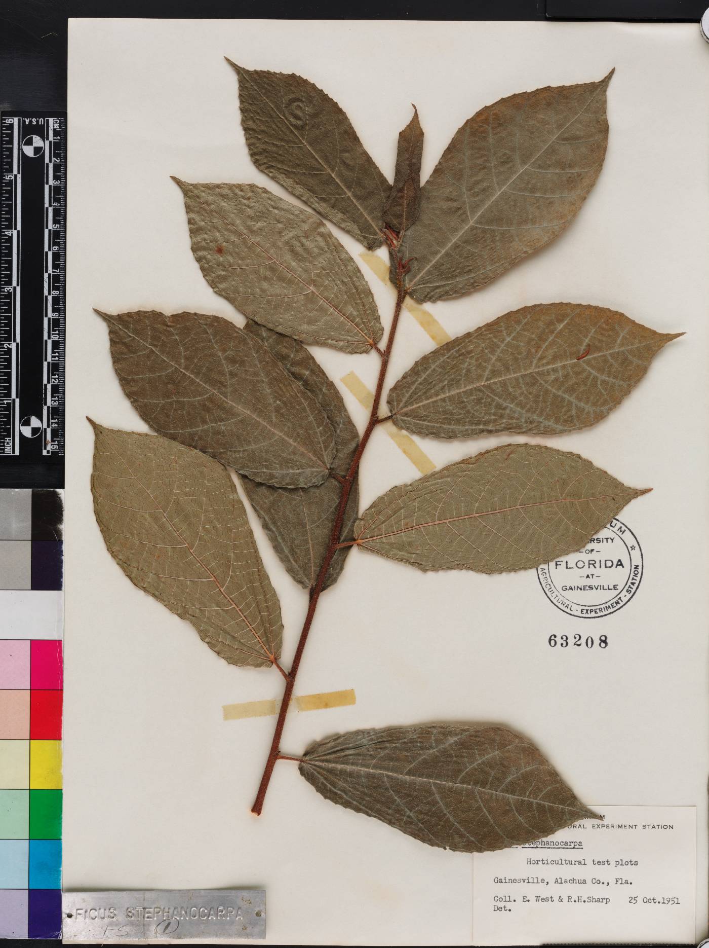 Ficus coronata image