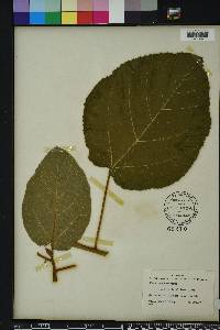 Ficus sycomorus image