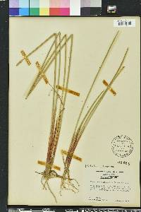 Eleocharis quadrangulata image