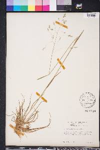 Poa autumnalis image