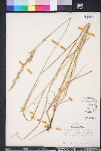 Calamagrostis cinnoides image