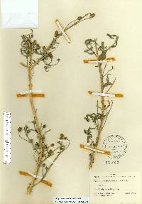 Lippia stoechadifolia image