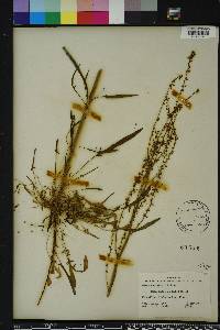 Rumex hastatulus image