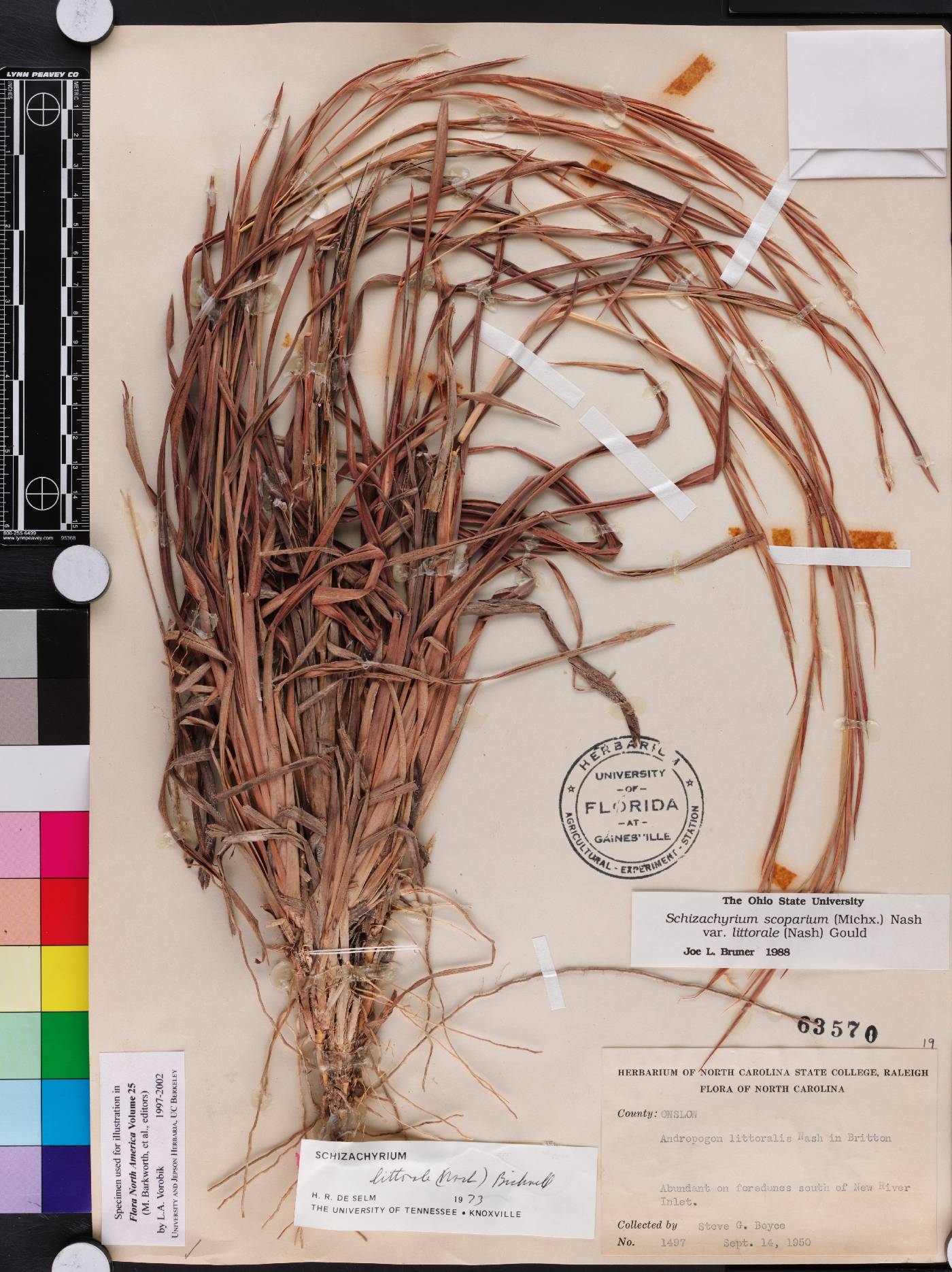 Schizachyrium littorale image