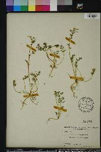 Corydalis flavula image