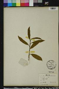 Ilex fargesii image