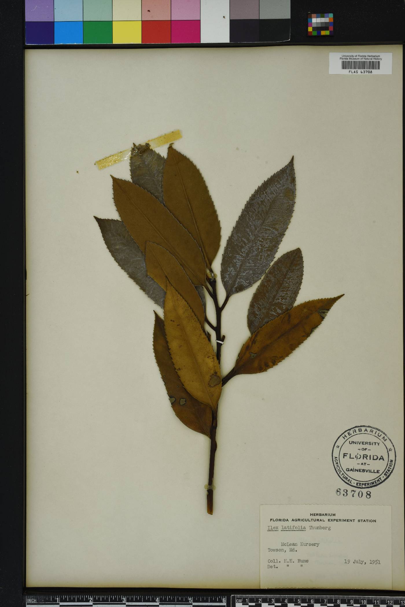 Ilex latifolia image