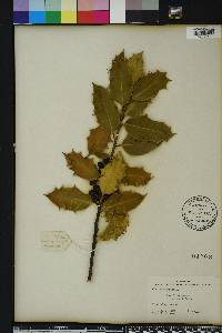 Ilex aquifolium image