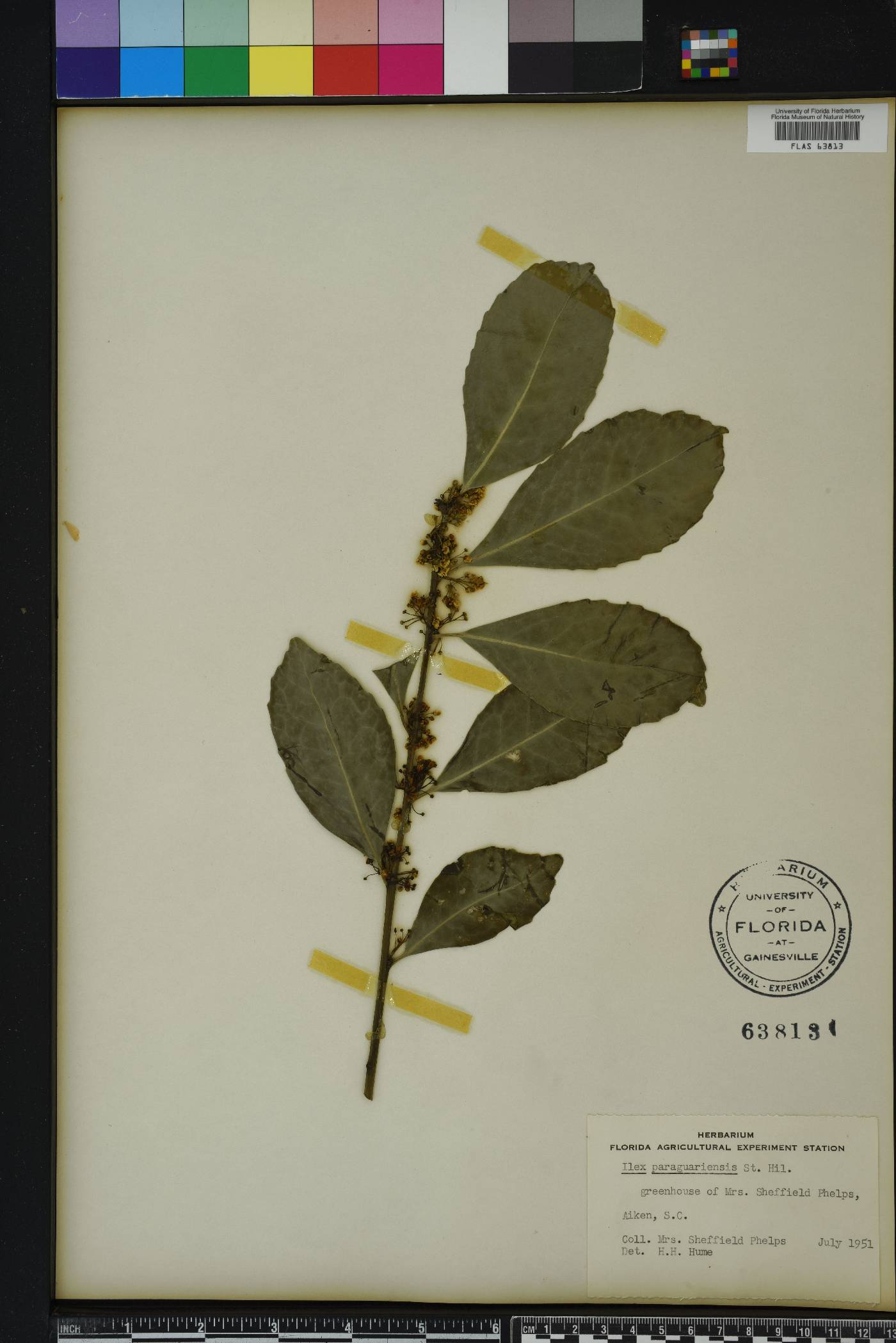 Ilex paraguariensis image