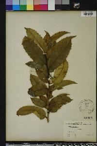 Ilex sikkimensis image