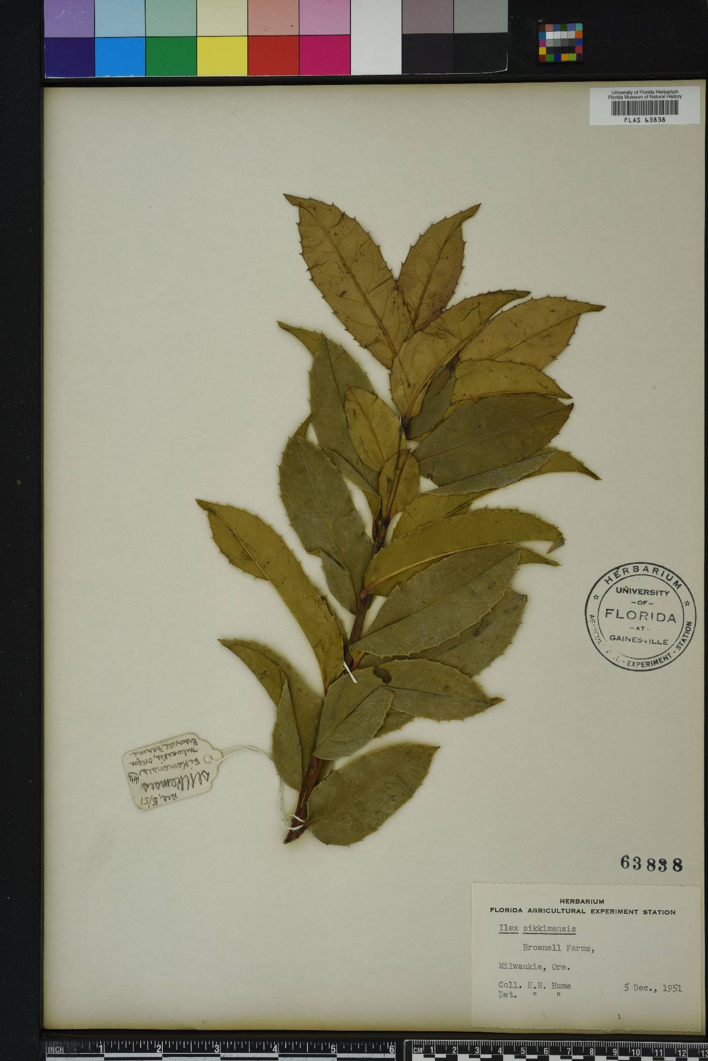 Ilex sikkimensis image