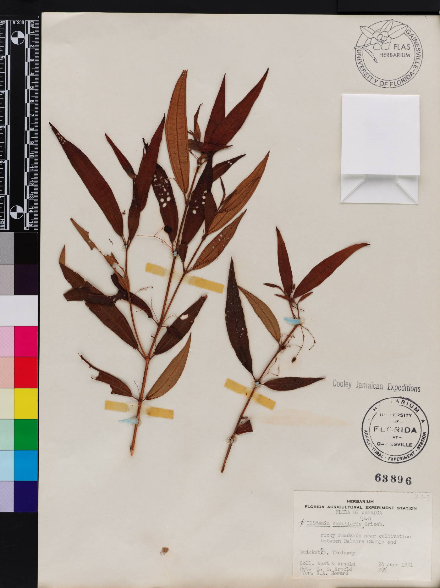 Miconia capillaris image
