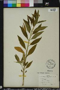 Asclepias nivea image