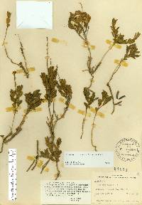 Image of Crotalaria avonensis