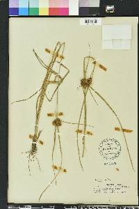 Cyperus pseudovegetus image