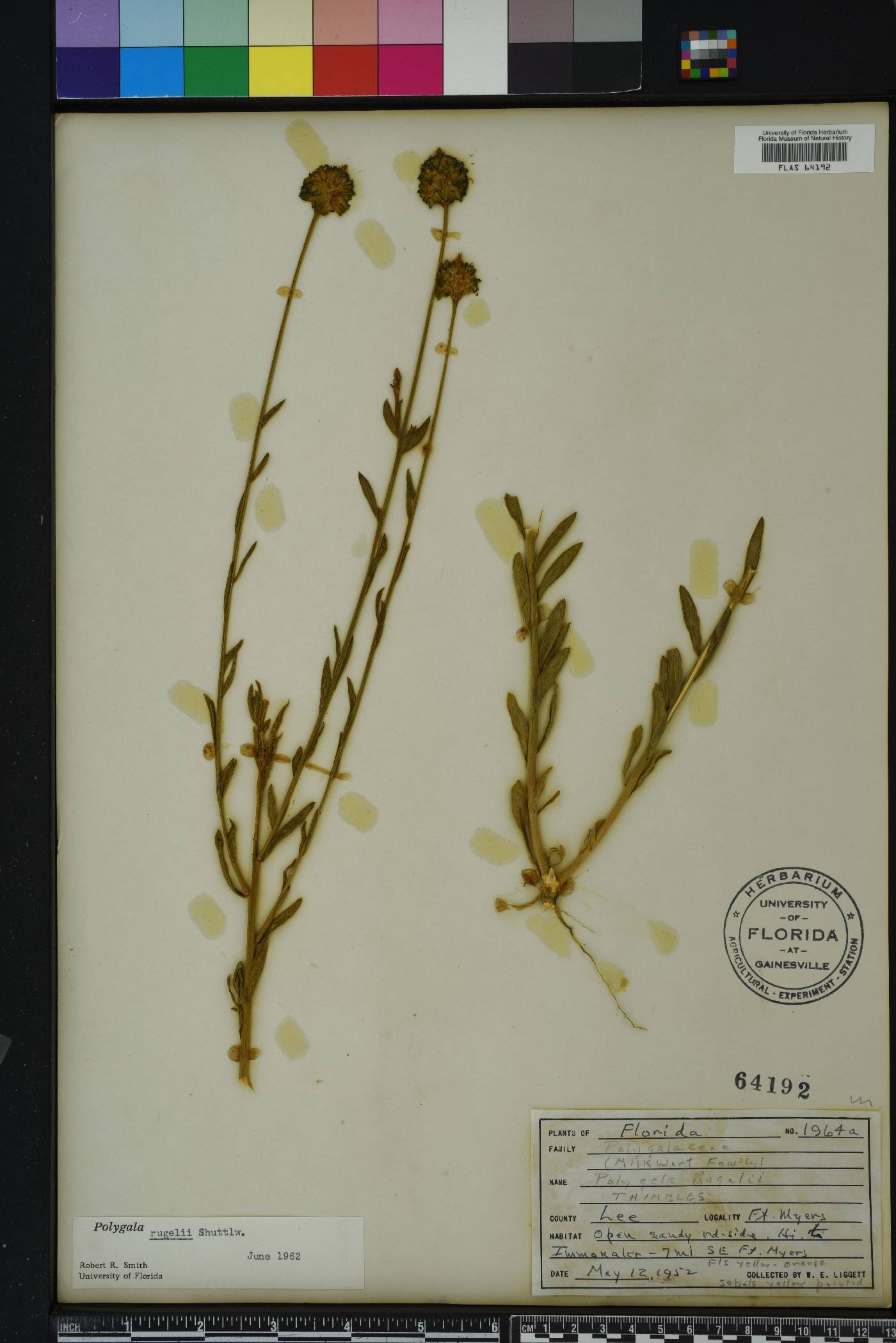 Polygala rugelii image