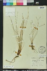 Eleocharis vivipara image