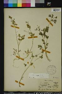 Corydalis flavula image