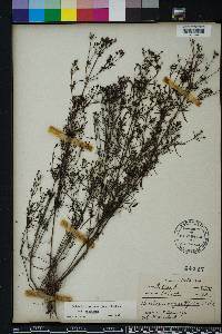 Stenaria nigricans image