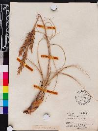 Tillandsia balbisiana image