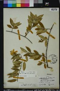 Gelsemium sempervirens image