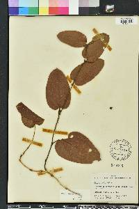 Smilax pumila image