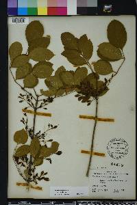 Fraxinus caroliniana image