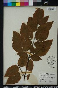 Aralia spinosa image