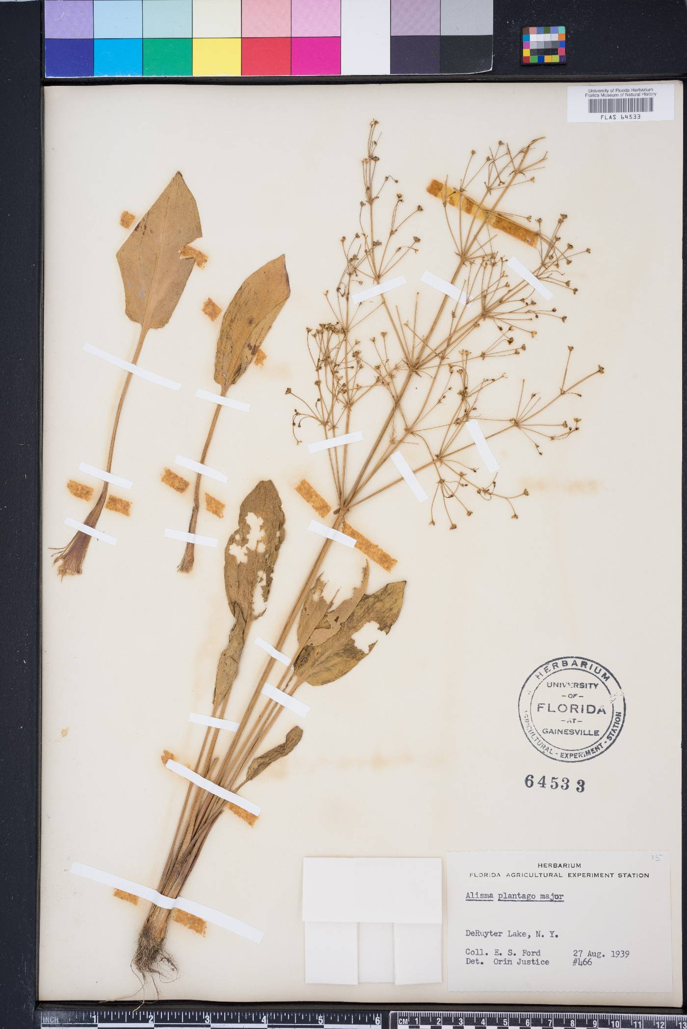 Alisma plantago image